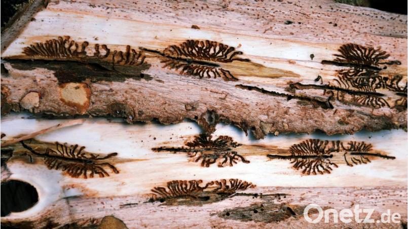Wenn die Borkenkäferweibchen ihre Gänge und Brutkammern unter der Borke gegraben haben, ist es für den Baum bereits zu spät, er muss gefällt und entsorgt werden, um eine weitere Borkenkäferausbreitung zu unterbinden. Bild: gfr