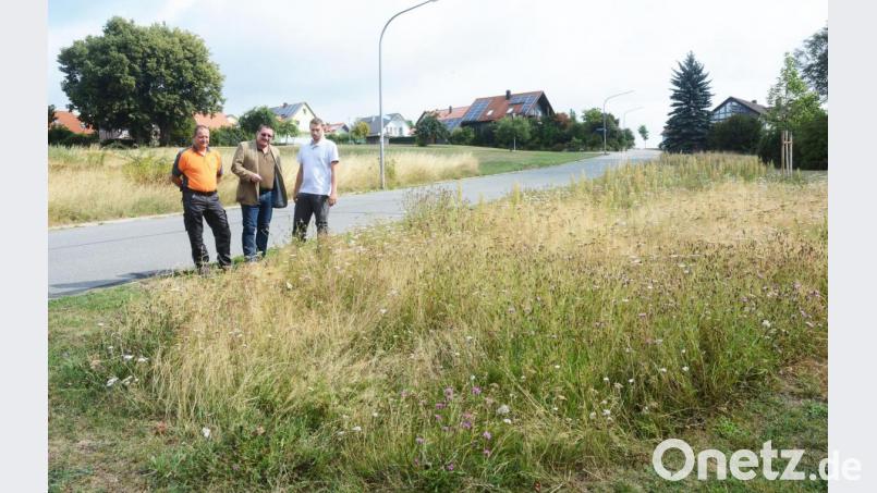 Ringsum wird gewohnt und gebaut, diese Blumenwiese an der Rastenhofer Straße wollen (von links) Alexander Lang, Peter Forster und Philipp Glaab aber möglichst unangetastet lassen. Bild: Gabi Schönberger