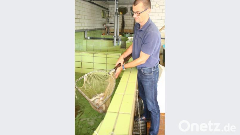 Für seine Fischzucht benötigt Michael Siller sauberes, kühles Wasser. Das stammt von seinen Quellen zwischen Störnstein und Püchersreuth. Bild: Lowak