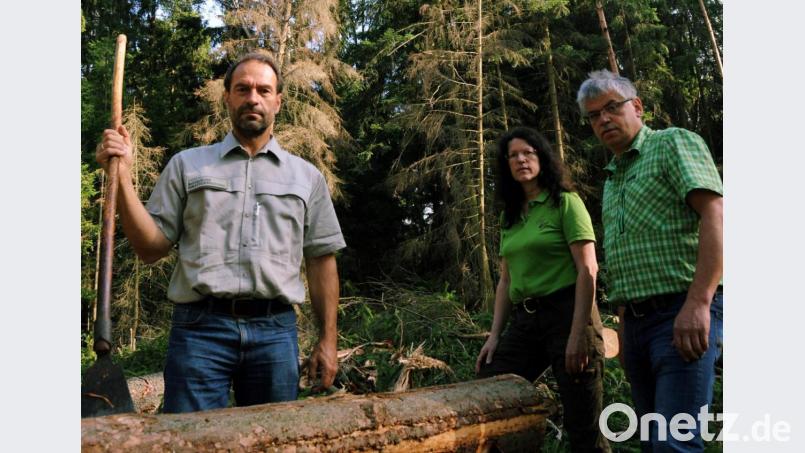 Franz Eichenseer vom AELF, Forstwirtin Helga Riedl und FbG-Geschäftsführer Uli Hausmann (von links) begutachten eingeschlagenes Schadholz im Wald zwischen Raigering und Lintach. Ursache für gut 60 Festmeter Schadholz waren wahrscheinlich die befallenen und bereits abgestorbenen Fichten im Hintergrund. Bild: gf
