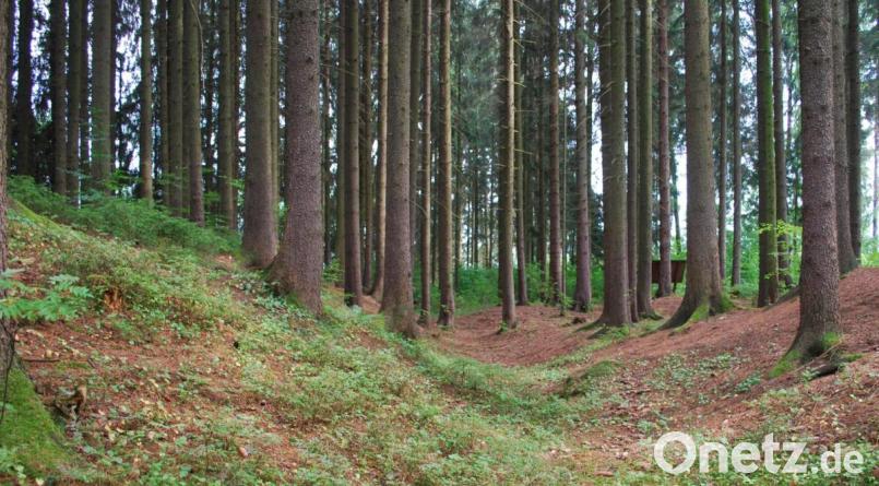 Deutlich sind in der 1611 errichteten Tillyschanze bei Eslarn die Gräben zu erkennen, die einst noch tiefer waren. Von der früheren Bebauung ist nichts mehr zu sehen, aber ein Wald stand damals nicht an der Stelle. Bild: tss