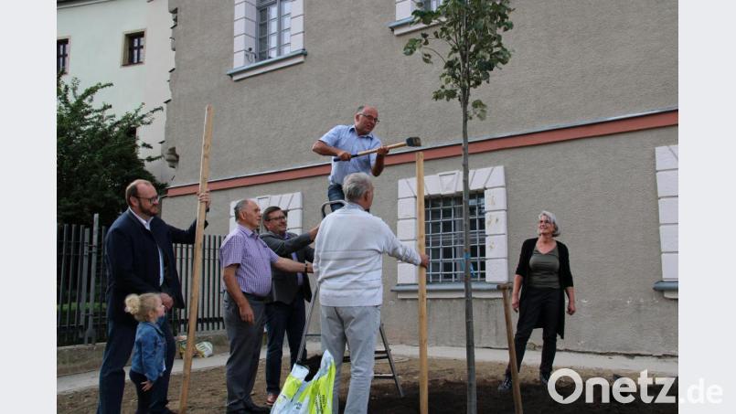 Mit der Silberlinde pflanzt der Vorstand des Kreisverbandes für Gartenbau und Landespflege mit Albert Nickl (auf der Leiter stehend) an der Spitze sehr zur Freude von Landrat Andreas Meier (links) einen Zukunftsbaum, der den veränderten Klimabedingungen trotzen soll. Bild: prh