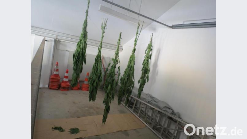 Die Polizei hat die verbotenen Pflanzen abgeschnitten. Jetzt werden sie getrocknet, um sie dann der Staatsanwaltschaft zu übergeben. Bild: Polizei Sulzbach-Rosenberg