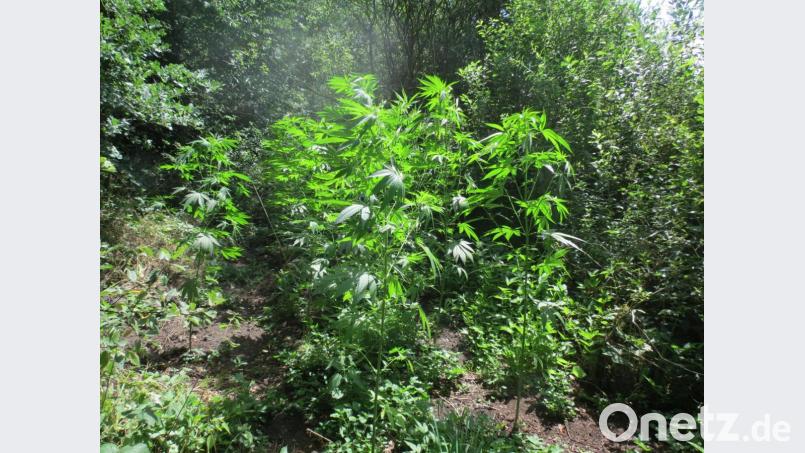"Prächtig gewachsen und im Sonnenlicht glänzend": So präsentierte sich die illegale Cannabis-Plantage in einem Wald bei Kötzersricht. Bild: Polizei Sulzbach-Rosenberg
