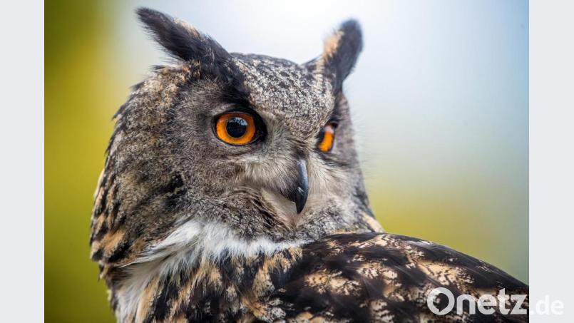 Ein Uhu ist bei einer Flugshow im Vogelpark zu sehen. Foto: Jens Büttner/Archiv Bild: Jens Büttner
