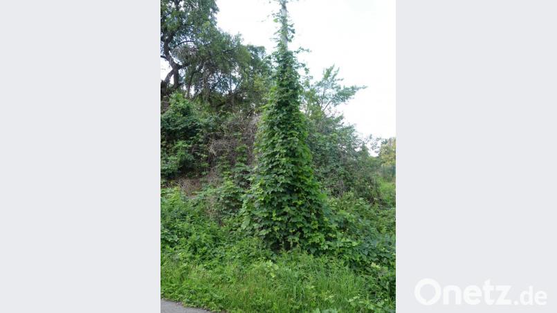 Zwischen Bergkirche und Gärtnerei Fischer, am &quot;Fischerbergl&quot;, erinnert wild wachsender Hopfen an den einstigen Anbau der Pflanze durch hiesige Braurechtler. Bild: rn