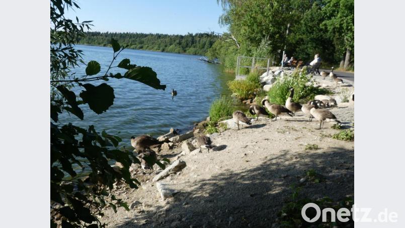 Auf erstem Blick ein Naturidyll. Die Kanadagänse am Rußweiher zeigen keine Scheu vor Menschen. Viele füttern die Tiere. Doch die Hinterlassenschaften der Gänse werden zum Ärgernis für die Stadt. Bild: rn