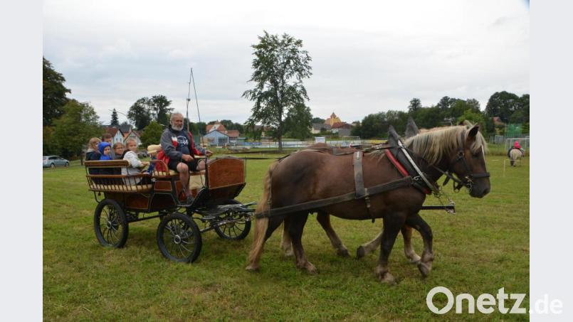 Die süddeutschen Kaltblüter „Max“ und „Gustl“ haben bereits eine kleine Tour hinter sich, als sie mit Gespann-Besitzer Otto Peugler in Altenstadt eintreffen. Regelmäßig werden die beiden Pferde in der Kutsche eingespannt. Deshalb bilden sie auch eine schöne Symbiose, wenn sie ihre Bahnen ziehen. Der vierjährige „Gustl“ ist der jüngere der beiden Pferde und kann viel von seinem älteren Kameraden annehmen, wenn es im Trab und Galopp durch die Fluren geht. Bild: dob