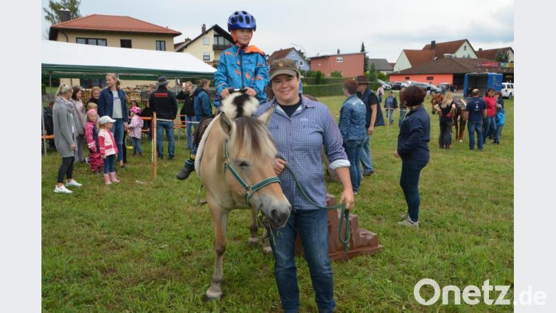 Die Norweger Fjordstute „Henni“ machte ihre Aufgaben sehr gut und Sabine Hofbauer aus Weiden war mehr als zufrieden mit dem Tier. Bild: dob