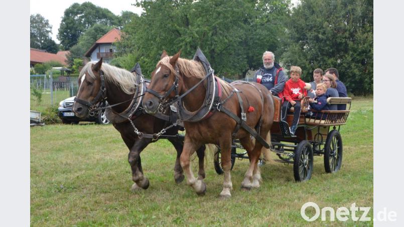 Die süddeutschen Kaltblüter „Max“ und „Gustl“ haben bereits eine kleine Tour hinter sich, als sie mit Gespann-Besitzer Otto Peugler in Altenstadt eintreffen. Regelmäßig werden die beiden Pferde in der Kutsche eingespannt. Deshalb bilden sie auch eine schöne Symbiose, wenn sie ihre Bahnen ziehen. Der vierjährige „Gustl“ ist der jüngere der beiden Pferde und kann viel von seinem älteren Kameraden annehmen, wenn es im Trab und Galopp durch die Fluren geht. Bild: dob