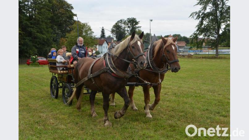 Die süddeutschen Kaltblüter „Max“ und „Gustl“ haben bereits eine kleine Tour hinter sich, als sie mit Gespann-Besitzer Otto Peugler in Altenstadt eintreffen. Regelmäßig werden die beiden Pferde in der Kutsche eingespannt. Deshalb bilden sie auch eine schöne Symbiose, wenn sie ihre Bahnen ziehen. Der vierjährige „Gustl“ ist der jüngere der beiden Pferde und kann viel von seinem älteren Kameraden annehmen, wenn es im Trab und Galopp durch die Fluren geht. Bild: dob