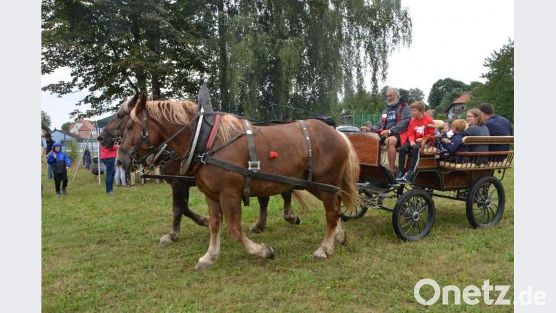 Die süddeutschen Kaltblüter „Max“ und „Gustl“ haben bereits eine kleine Tour hinter sich, als sie mit Gespann-Besitzer Otto Peugler in Altenstadt eintreffen. Regelmäßig werden die beiden Pferde in der Kutsche eingespannt. Deshalb bilden sie auch eine schöne Symbiose, wenn sie ihre Bahnen ziehen. Der vierjährige „Gustl“ ist der jüngere der beiden Pferde und kann viel von seinem älteren Kameraden annehmen, wenn es im Trab und Galopp durch die Fluren geht. Bild: dob