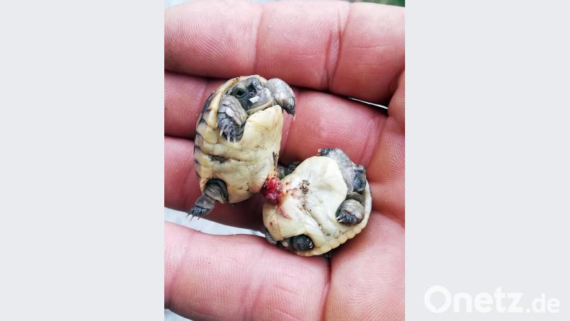 Die beiden Schildkröten-Zwillinge sind noch mit der Nabelschnur und dem Dottersack verbunden. Bild: zer