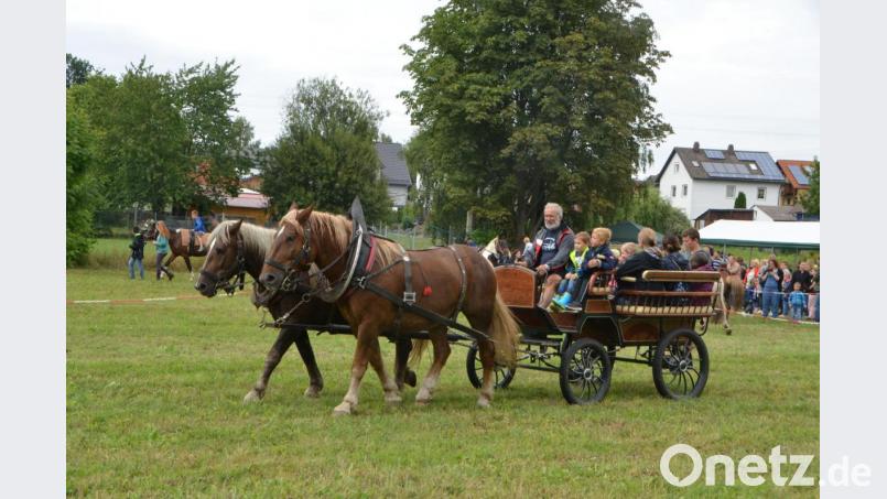 Die süddeutschen Kaltblüter „Max“ und „Gustl“ haben bereits eine kleine Tour hinter sich, als sie mit Gespann-Besitzer Otto Peugler in Altenstadt eintreffen. Regelmäßig werden die beiden Pferde in der Kutsche eingespannt. Deshalb bilden sie auch eine schöne Symbiose, wenn sie ihre Bahnen ziehen. Der vierjährige „Gustl“ ist der jüngere der beiden Pferde und kann viel von seinem älteren Kameraden annehmen, wenn es im Trab und Galopp durch die Fluren geht. Bild: dob
