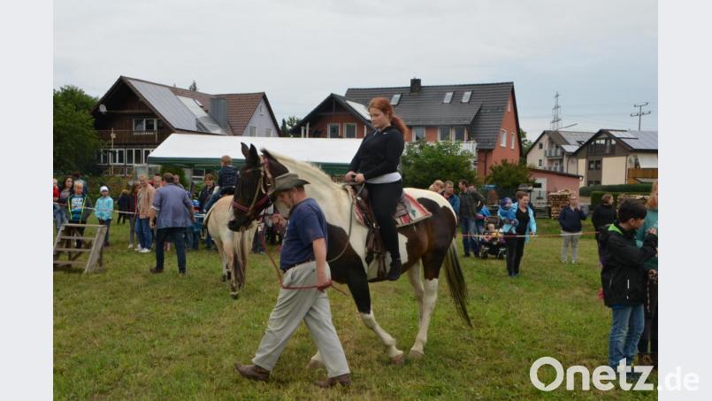 Der Oldenburger Hannoveraner-Mischling von Vorsitzendem Anton Birner trabt geduldig über die Wiese. Bild: dob