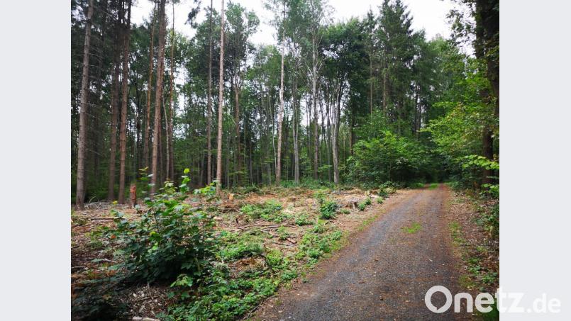 Zahlreiche Bäume wurden am Gommelberg in Pleußen gefällt. Nach Angaben des Forstbetriebs Waldsassen befanden sich Borkenkäfer-Nester direkt am Weg. Bild: lnz