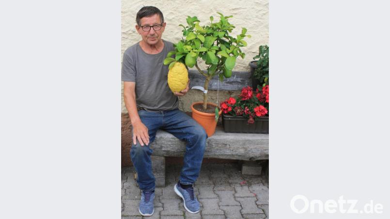 Johann Mayer aus Schönkirch ist stolz auf seine riesige Zitrone. Bild: lk