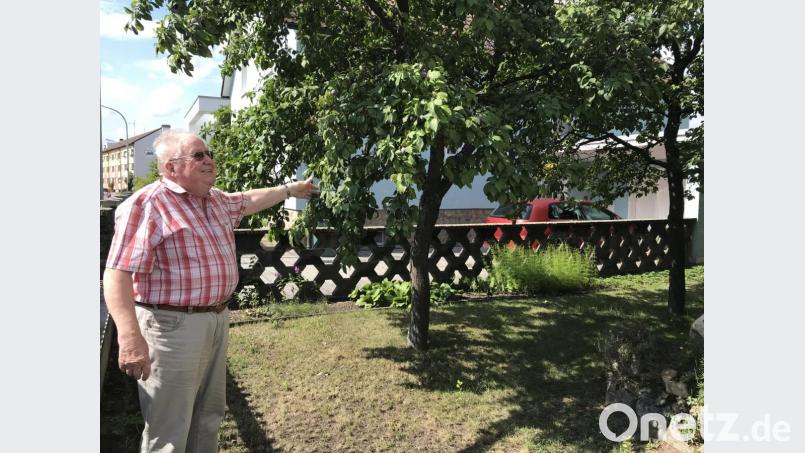 Zwetschgen für den Stollen: Wenn die reif sind, bekommt sie der Bäcker, der im Gegenzug im Advent die Stollen für den Männerverein spendiert. Bild: eig