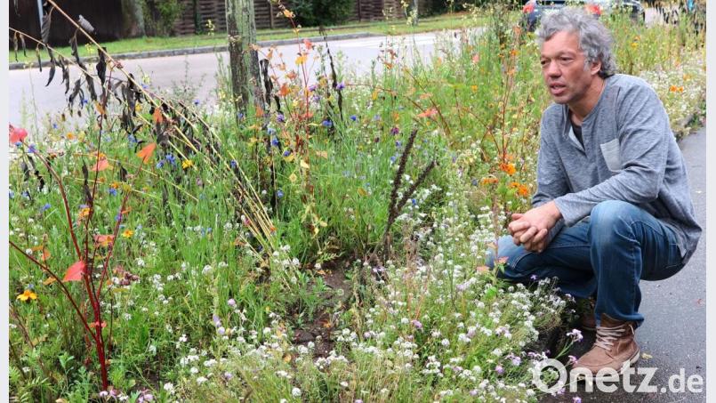 ÖDP-Ortsvorsitzender Jochen Surel hat vor seinem Haus im Bahnweg einen Blühstreifen angelegt und wirbt um Nachahmung. Bild: Hirsch