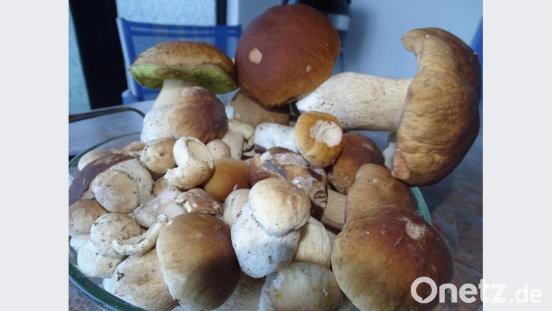 Plötzlich waren sie da: Regen und Gewitter in den letzten Tagen haben dafür gesorgt, dass der Steinpilz aus dem Waldboden wächst. 53 kleine und größere lagen nach einer Pirsch am Sonntag im Eimer des Sammlers. Bild: Houschka