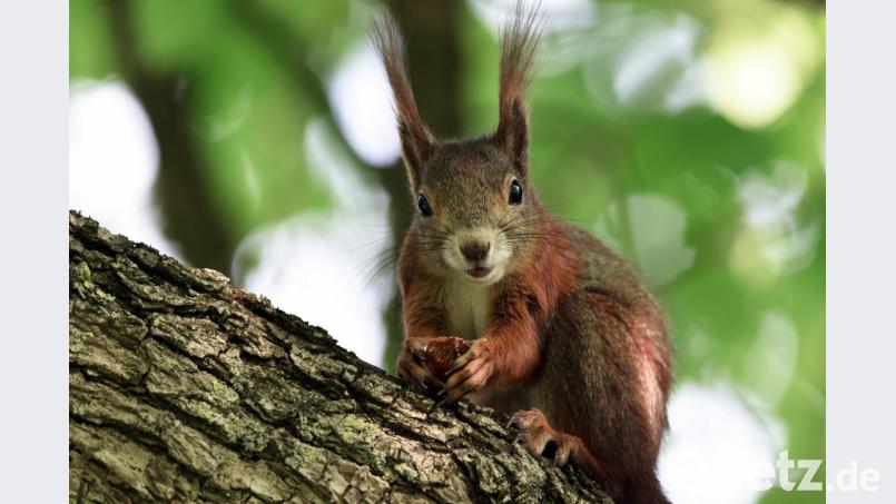 Symbolbild Bild: Felix Kästle