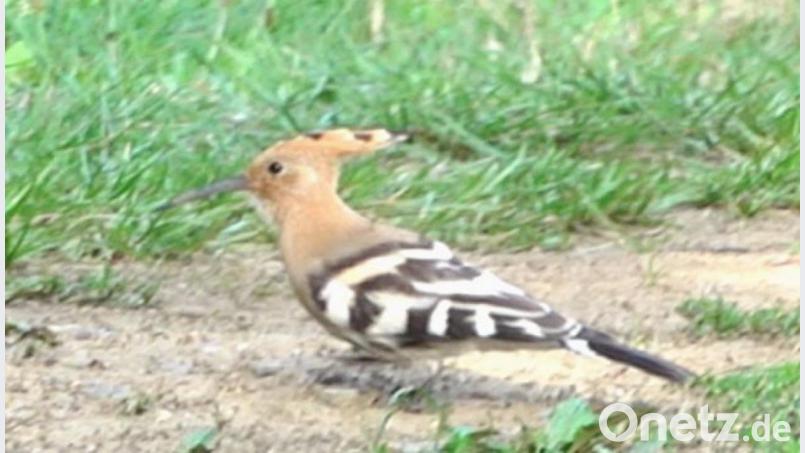 Einen seltenen Wiedehopf bekam Robert Wilfert aus Neustadt/WN vor die Fotolinse. Bild: Robert Wilfert