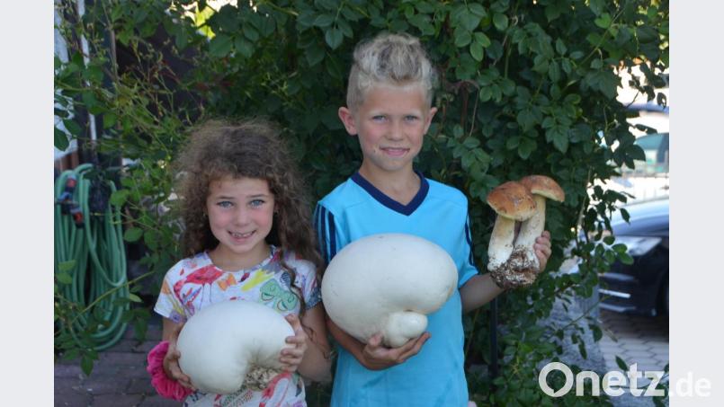 Mia und Jan Wittmann im Schwammerlglück. Die Pilze ergeben weit mehr als eine Mahlzeit. Nicht nur die beiden Kinder sind total begeistert. Bild: dob