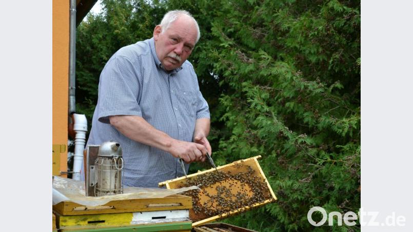 Reinhold Ziegler (58) aus Kirchenthumbach, Kreisvorsitzender des Landesverbands Bayerischer Imker für den Landkreis Neustadt/WN und die Stadt Weiden, betreibt heuer seit 30 Jahren Imkerei. Die Bienen hat er damals von seinem Vater geerbt, dem er zuvor schon 25 Jahre lang bei der Arbeit mit den Bienen half. Bild: Sonja Kaute