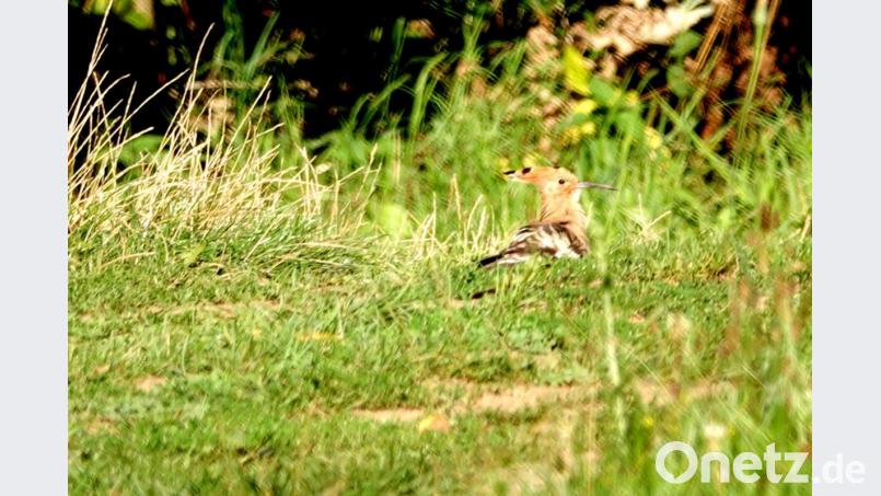 Ein Wiedehopf bei Neustadt/WN. Bild: Robert Wilfert