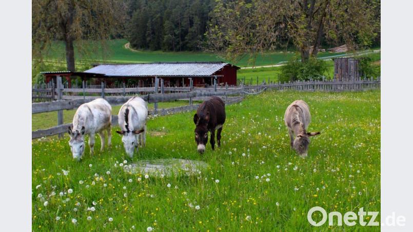 Die Esel-Quartett fühlt sich auf ihrer Koppel pudelwohl. Bild: Pirner