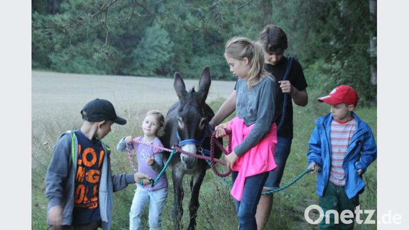 Auf dem Erlebnisgartenbaubetrieb der Familie Pirner in Hackern bei Illschwang dürfen die Besucher auch selbst Hand anlegen - beim Striegeln und auch beim Wandern. Bild: kmo