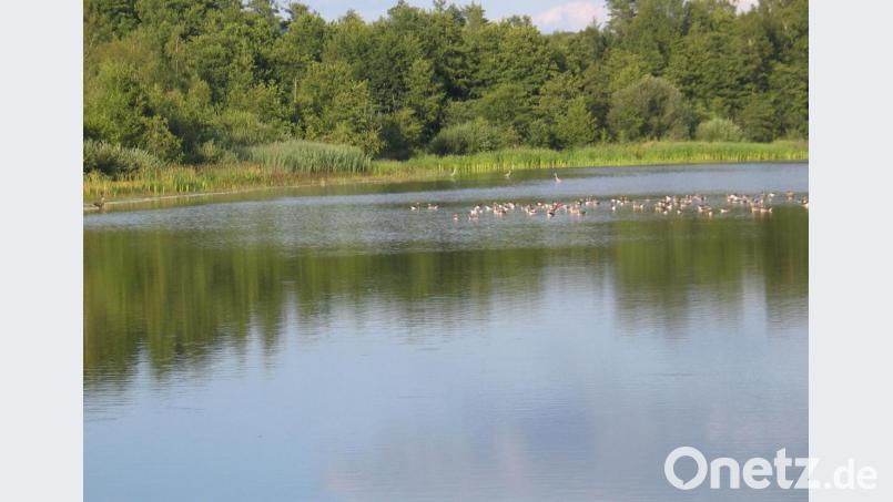 Gänse geraten bei Immenreuth in den Blickfang eines Seeadlers. Bild: bkr