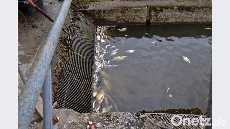 Zentnerweise stauten sich die verendeten Fische am Rechen im Triebwerkskanal. Bild: tr