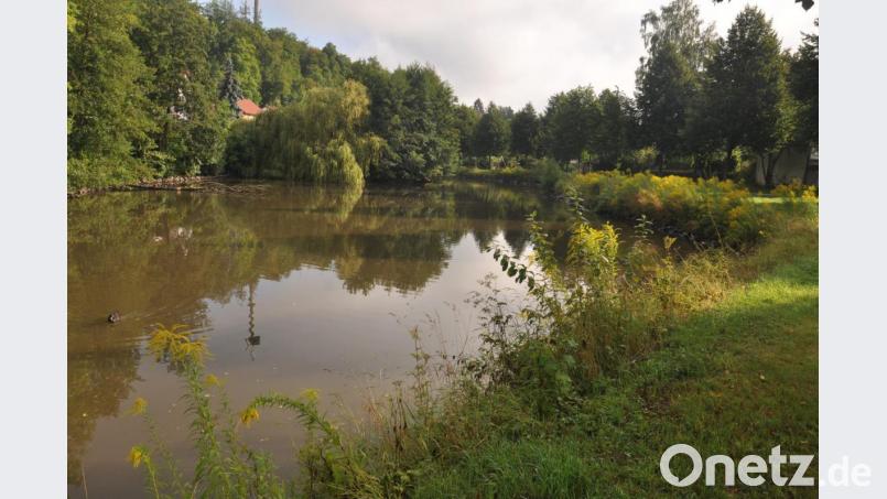 Mit dem Projekt "Zukunft Stadtgrün" wird die Fläche am "Stadtteich Nord/West" eine Aufwertung erfahren. So etwa wird der Mühlbach wieder deutlich abgetrennt. Der Wasserstand im Teich soll dann durch zwei Wehranlagen geregelt werden. Spatenstich für das Projekt ist am 17.Oktober. Bild: ws