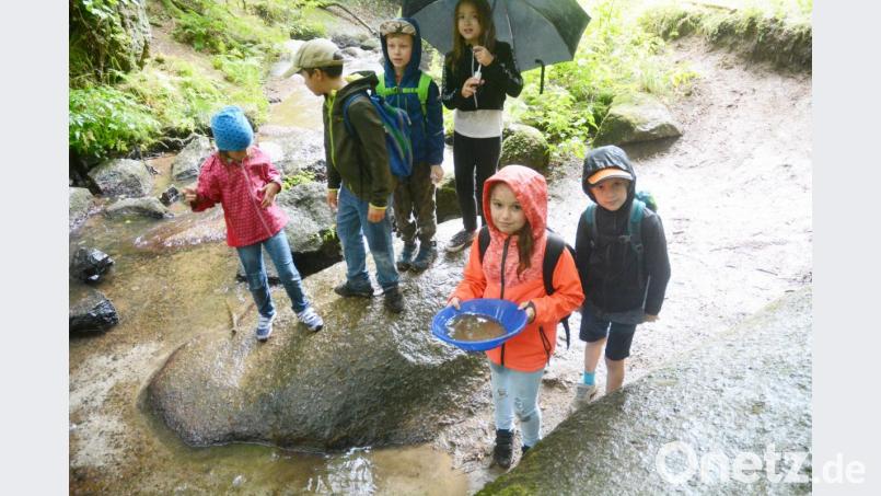 Beim Ferienprogramm des Stadtjugendrings Weiden üben sich die Kids im Goldwaschen am Doost. Das Regenwetter hält sie nicht ab. Bild: Gabi Schönberger