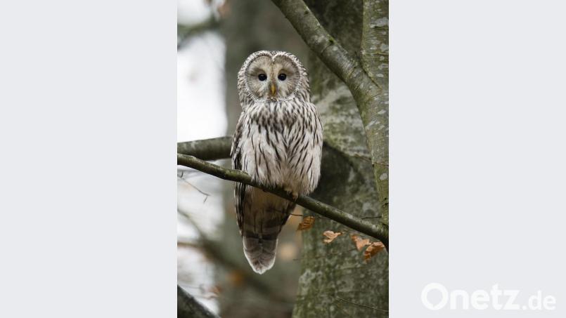 Der Habichtskauz soll bald im Hessenreuther Wald wieder heimisch werden. Bild: Berndt Fischer