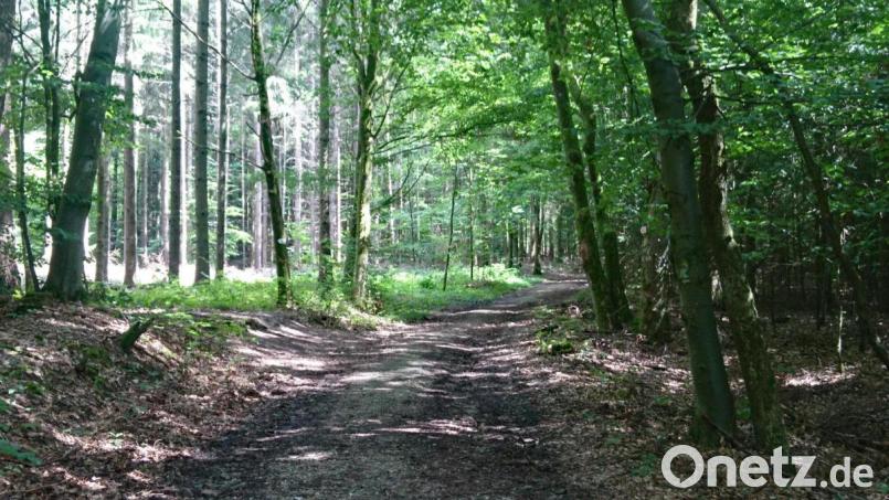 Bei heißen Temperaturen im Schatten wandern: Der karstkundliche Wanderpfad bei Neuhaus an der Pegnitz. Bild: pkec
