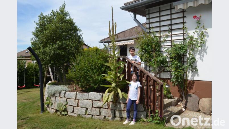 Nathalie und Raphael sind begeistert. 60 Zentimeter über dem Boden wächst das Prachtexemplar aus dem kleinen Spalt in der Natursteinmauer. Mittlerweile ist sie ihnen über den Kopf gewachsen. Bild: fz