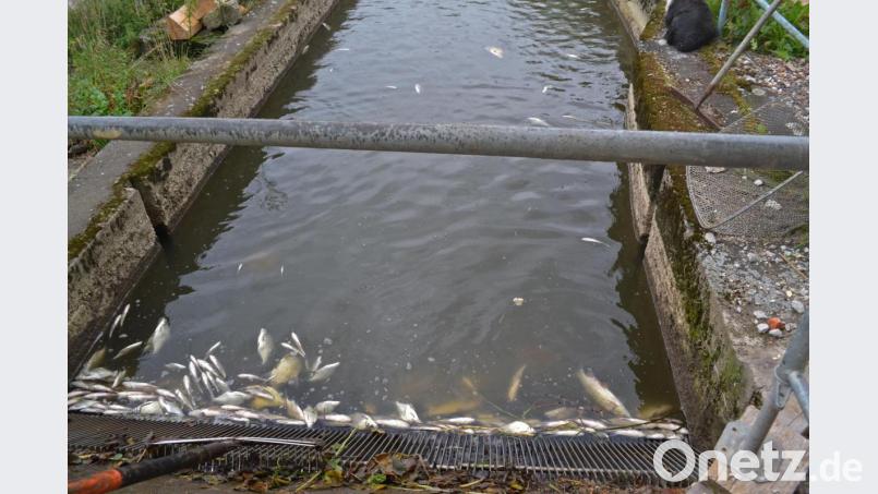 Zentnerweise stauten sich die verendeten Fische am Rechen im Triebwerkskanal. Bild: tr