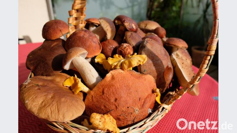 Das erste Körberl ist voll mit gesunden Pilzen. Bild: do