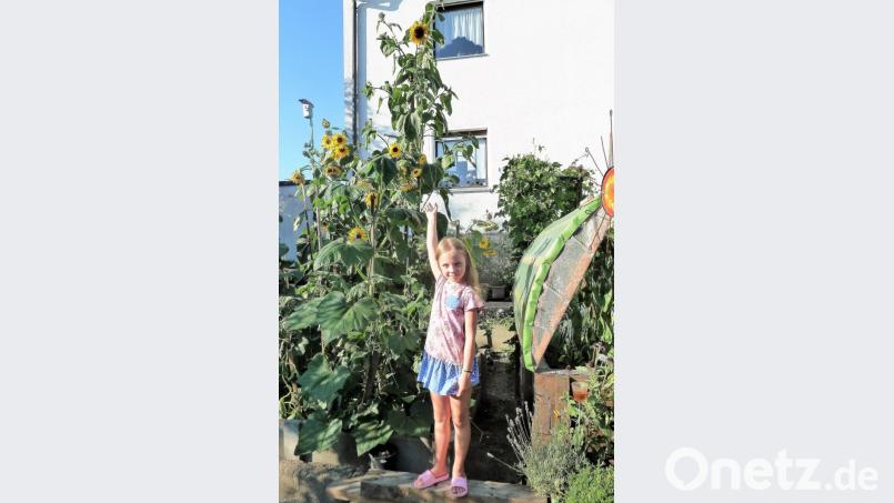 Sonnenblume Bild: exb