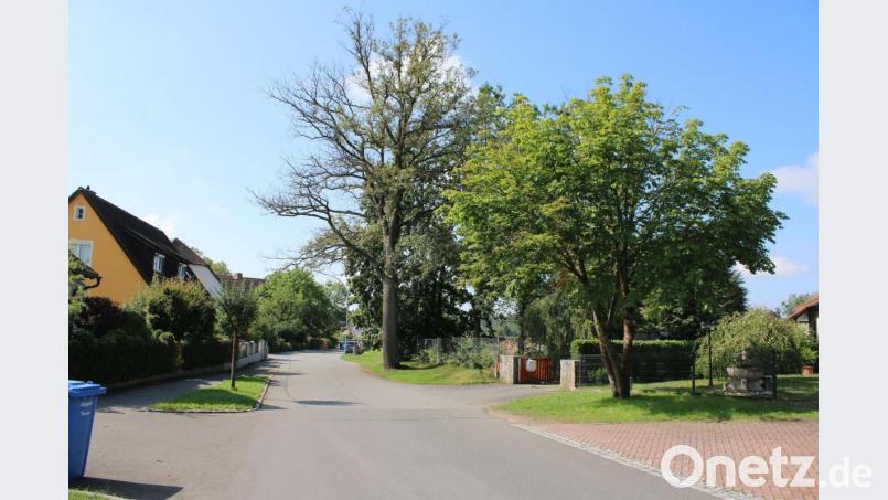 Bei der angebohrten Eiche sieht man es deutlich: Die Äste tragen kein Laub mehr. Die daneben stehende Kastanie, die auch beschädigt wurde, steht noch besser da. Bild: sne