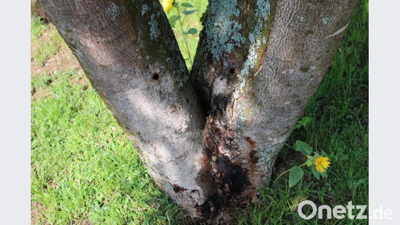 Ein Unbekannter hat in Gmünd große Löcher in eine Kastanie (Bild) und eine Eiche gebohrt. Um seine Tat zu vertuschen, steckt er Stöckchen in die Löcher, die Äste imitieren sollen. Bild: sne