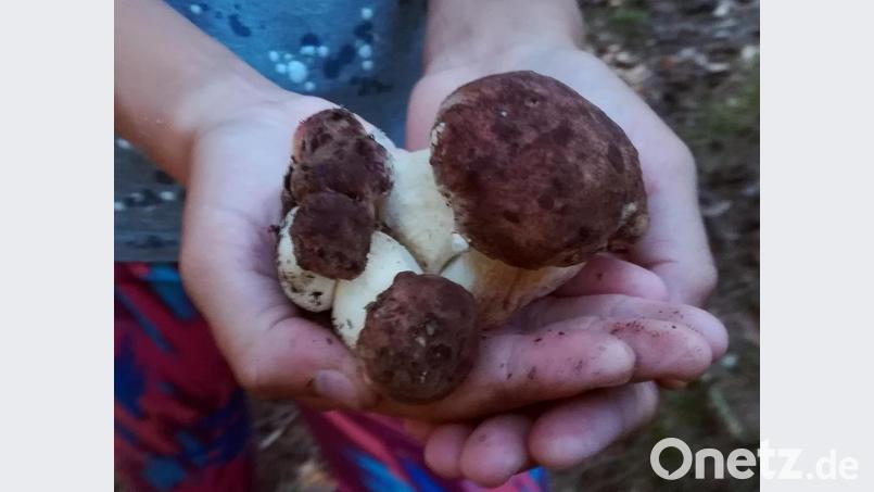 Eine Schwammerfamilie ist ein besonderer Fund. Hinter dem großen Steinpilz verbirgt sich noch ein sechstes Exemplar. Bild: R. Kreuzer