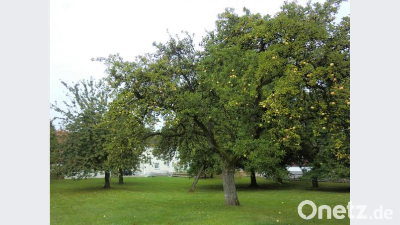 Obstbäume, besonders Streuobstwiesen, sind ein Baustein im Biotopverbund Nordost-Bayern. Archivbild: NT