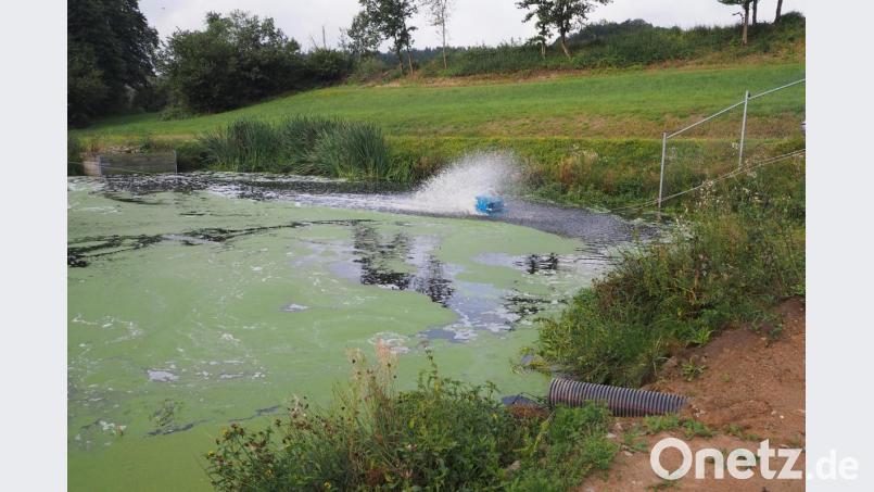 Vom sogenannten Schönungsteich zum Biotop: Dieser Teil der alten Kläranlage soll als Ausgleichsfläche dienen und für ein Plus auf dem Öko-Konto der Gemeinde sorgen. Bild: bl