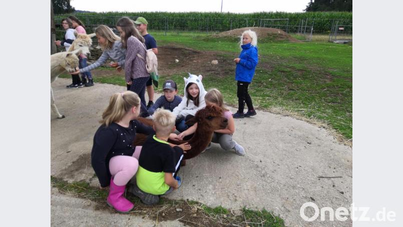 Geduldig lassen sich am Konradenhof in Gaisheim die Alpakas von den Buben und Mädchen füttern und streicheln. Bild: mmj