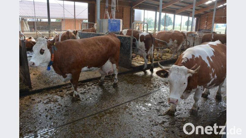 Die Kühe bei Landwirt Ludwig Männer. Bild: jr