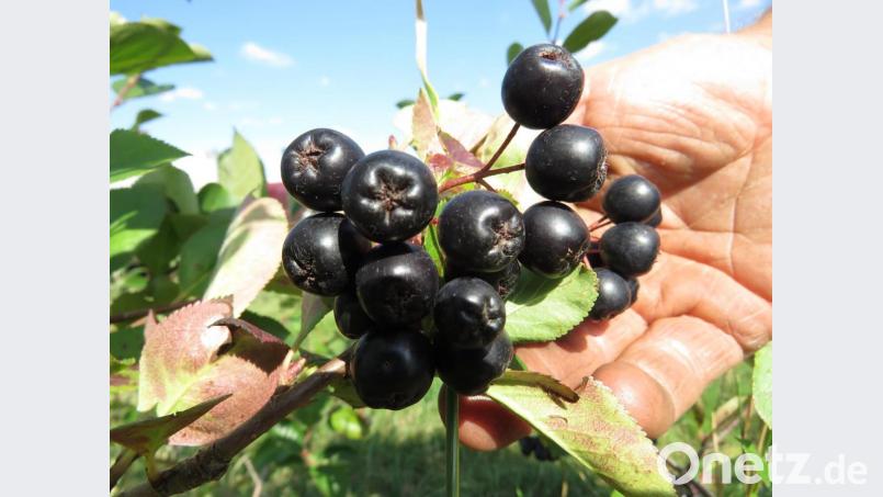 Die reifen Aroniabeeren strotzen vor Vitaminen. Bild: ubb
