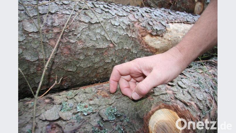 Bohrmehl ist ein untrügliches Zeichen dafür, dass der Stamm unerwünschten Besuch bekommen hat. Bild: wro